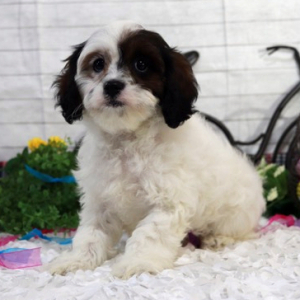 Cavapoo Puppy Brianna