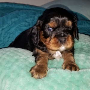 Cavalier King Charles Spaniel Puppy Moose