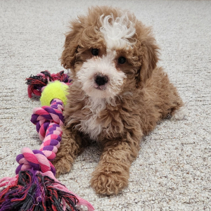 Bernedoodle Puppy Trixie