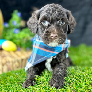 Portuguese Water Dog Puppy Vito