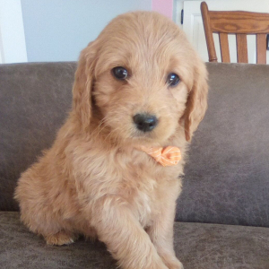 Goldendoodle Puppy Alex