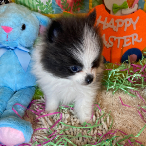 Pomeranian Puppy Bernard