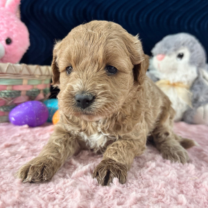 Goldendoodle Puppy Nana