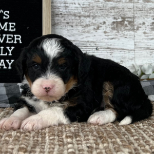 Bernedoodle Puppy Mateo