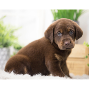 Labrador Retriever Puppy Lucus