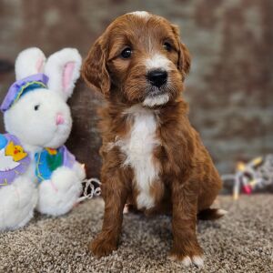 Goldendoodle Puppy Carolina