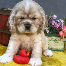 Cocker Spaniel Puppy Sunshine