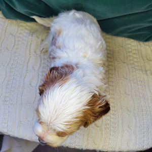 Cavapoo Puppy Duke of Sal