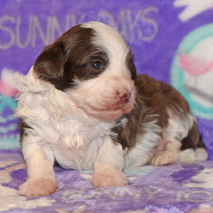 Maltipoo Puppy Dalton