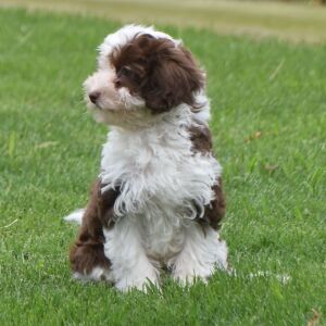 Maltipoo Puppy Dalton