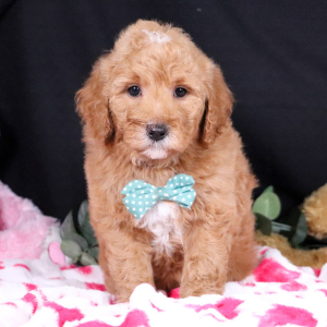 Goldendoodle Puppy Alpin
