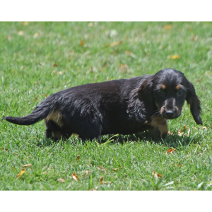 Dachshund Puppy Weston