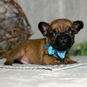 French Bulldog Puppy Scamp