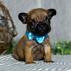 French Bulldog Puppy Scamp