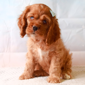 Cocker Spaniel Puppy Iris
