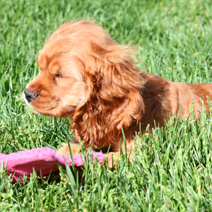 Cocker Spaniel Puppy Iris