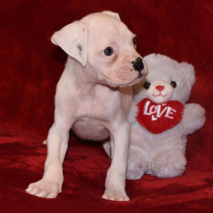 Boxer Puppy Bud