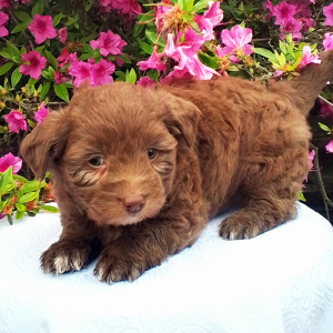 Aussiedoodle Puppy Carmin