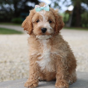 Cockapoo Puppy Leah