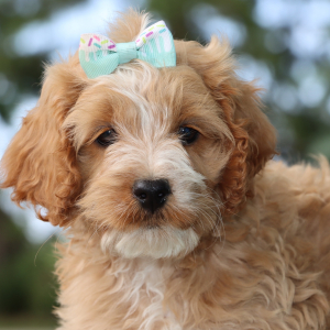 Cockapoo Puppy Leah
