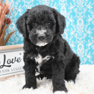 Goldendoodle Puppy Quentin