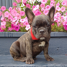 French Bulldog puppy for sale Sarge, dog for sale