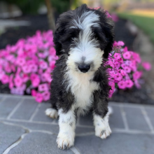 Sheepadoodle puppy for sale Florence, dog for sale