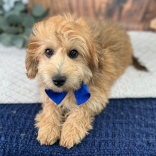 Poo-Ton puppy for sale Geovanni , dog for sale