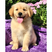 Golden Retriever puppy for sale Tahoe, dog for sale