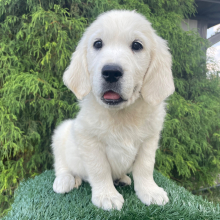 Golden Retriever puppy for sale Bailey, dog for sale