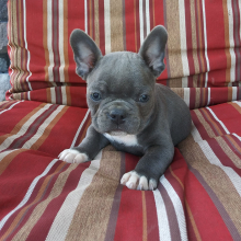 Frenchton puppy for sale Ross, dog for sale