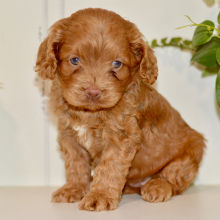 Cockapoo puppy for sale Harriet, dog for sale