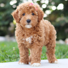 Goldendoodle puppy for sale Cassidy, dog for sale