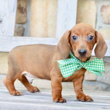 Dachshund puppy for sale Kramer, dog for sale