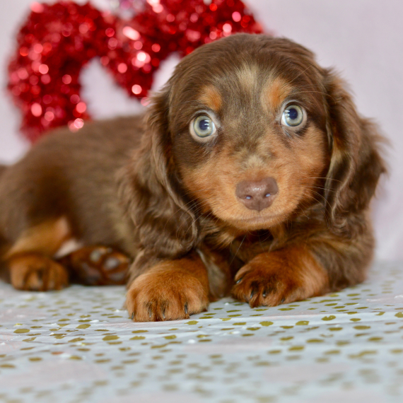 Victoria, a Chocolate Dapple Female Dachshund Puppy 753047 PuppySpot