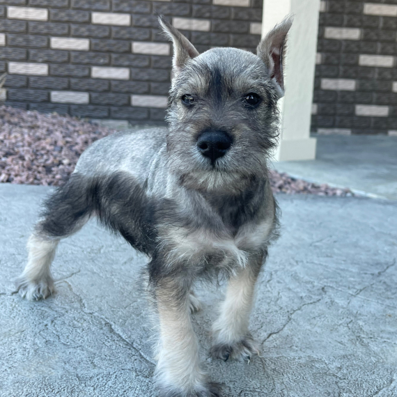 Butch, a Salt & Pepper Male Miniature Schnauzer Puppy 754777 PuppySpot