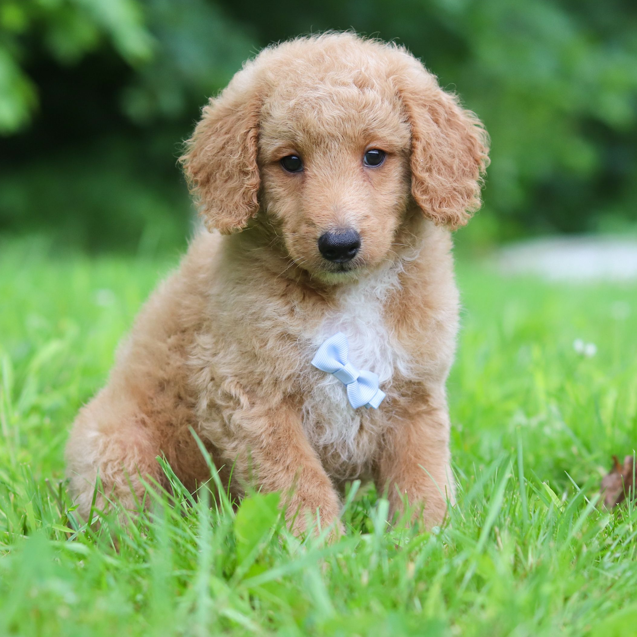 PUPPYSPOT LLC DEALS