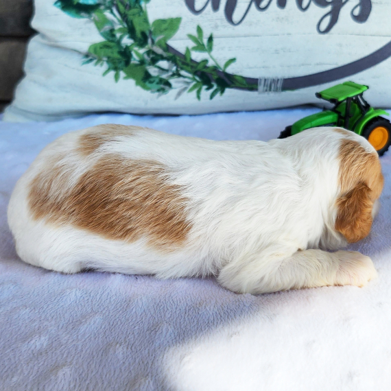 Andrew, a Red & White Male Cavapoo Puppy 773887 PuppySpot