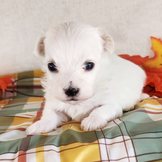 Leo, a White Male Maltese Puppy 775017 PuppySpot