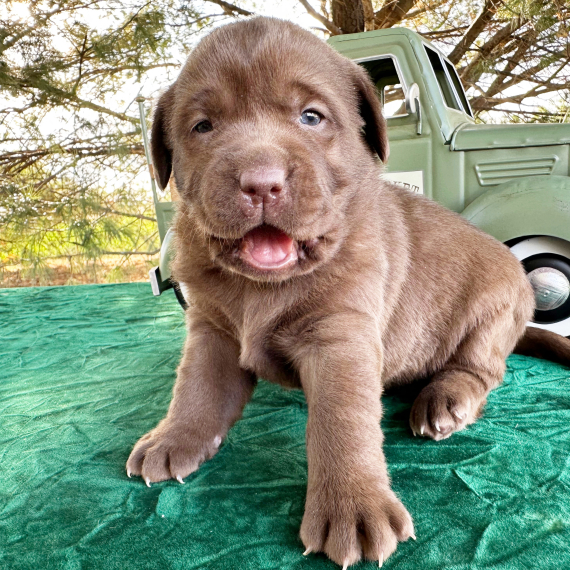 Ellie, a Chocolate Female Labrador Retriever Puppy 776157 PuppySpot
