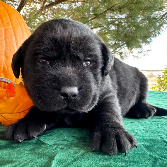 Diana, a Black Female Labrador Retriever Puppy 776167 PuppySpot
