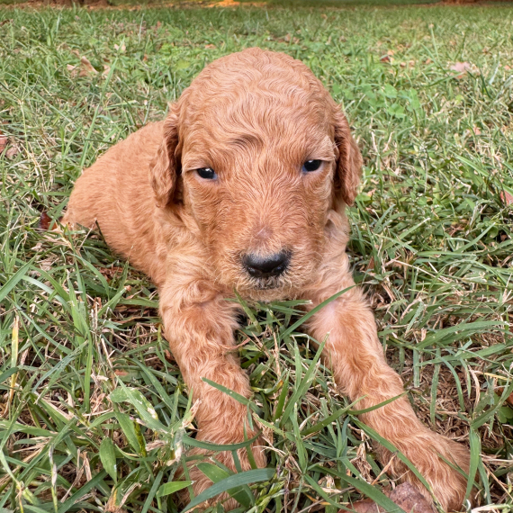 Levi, a Red Male Goldendoodle Puppy 776297 PuppySpot