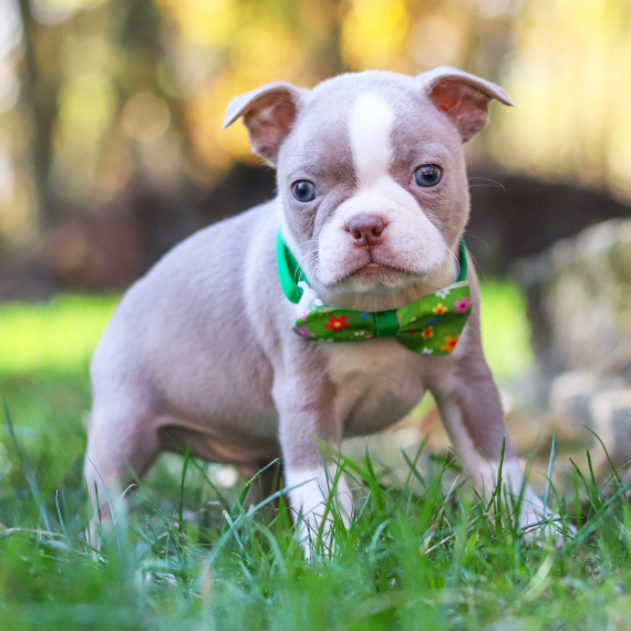 Ollie, a Lilac & White Male Boston Terrier Puppy 776357 PuppySpot