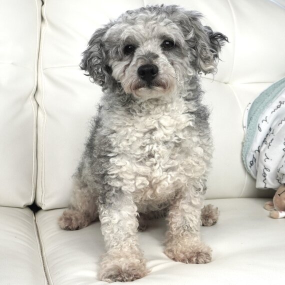 Poodle