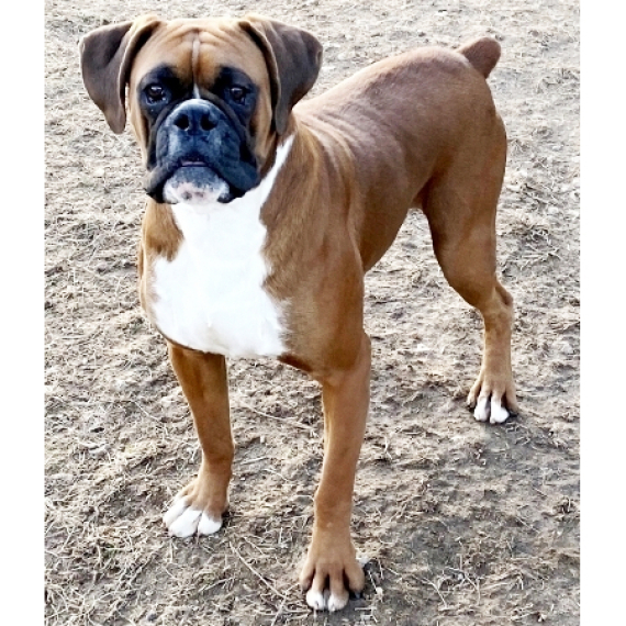 Boxer