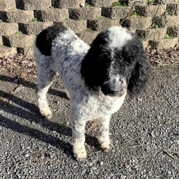Lightning Bolt Bernedoodle Puppy