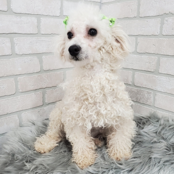 Poodle