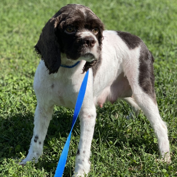 Cocker Spaniel