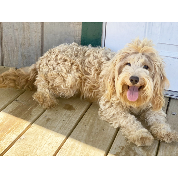 Goldendoodle