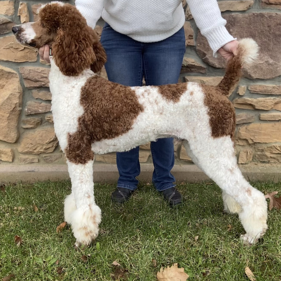 Poodle
